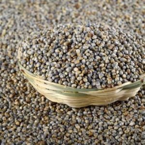 Pearl Millet (Bajra / Sajja)