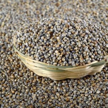 Pearl Millet (Bajra / Sajja)
